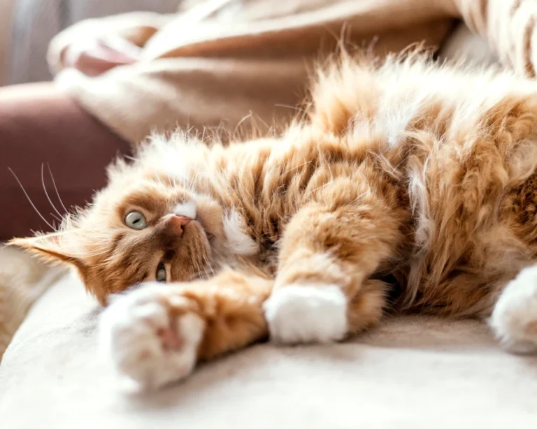 automatic pet food feeder