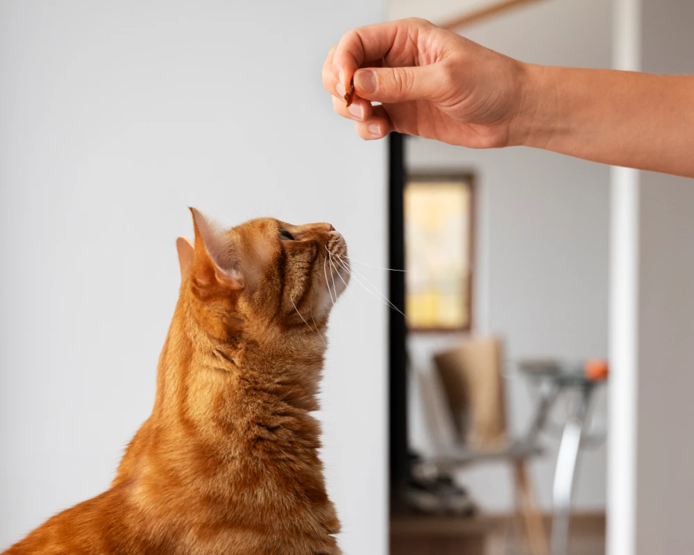 best automatic cat feeder with camera