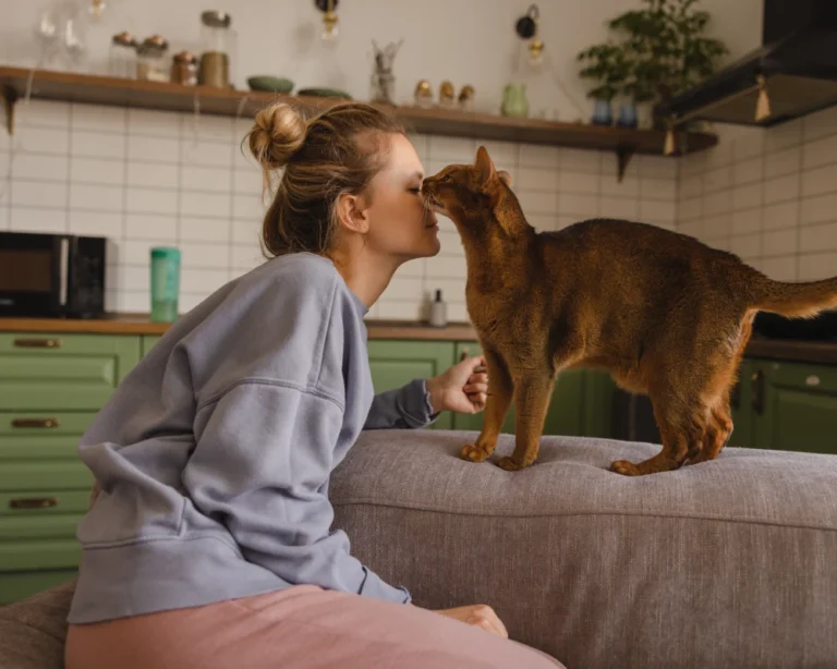 best automatic pet feeder with camera